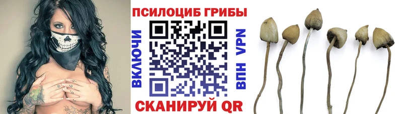 Купить где  Энем  Галлюциногенные грибы мицелий 